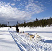 chiens de traineau huskies laponie suede finlande scandinavie