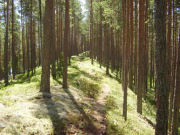 photo finns forest suedoise