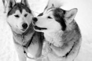 husky laponie