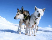 voyage chiens traineau huskies laponie